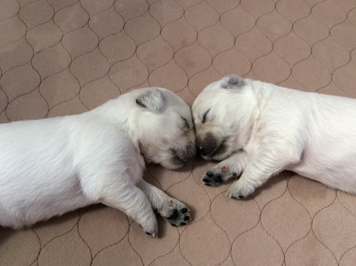 Golden Retriever Puppies breeder image 3