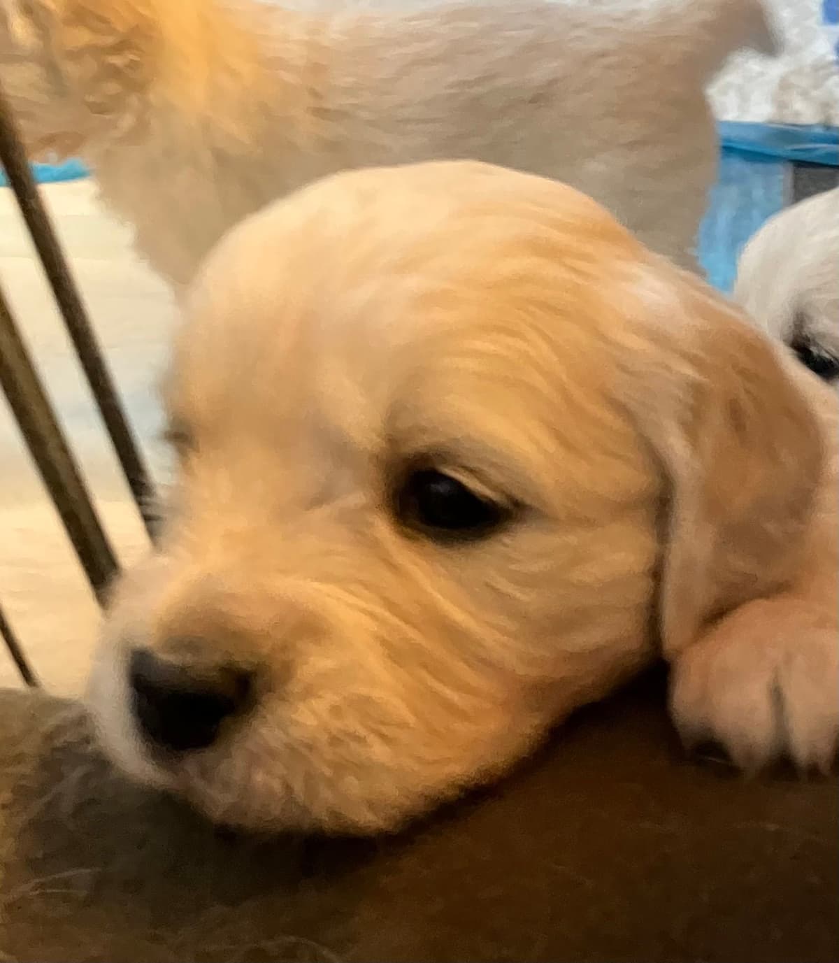 Golden Retriever Puppies breeder image 4