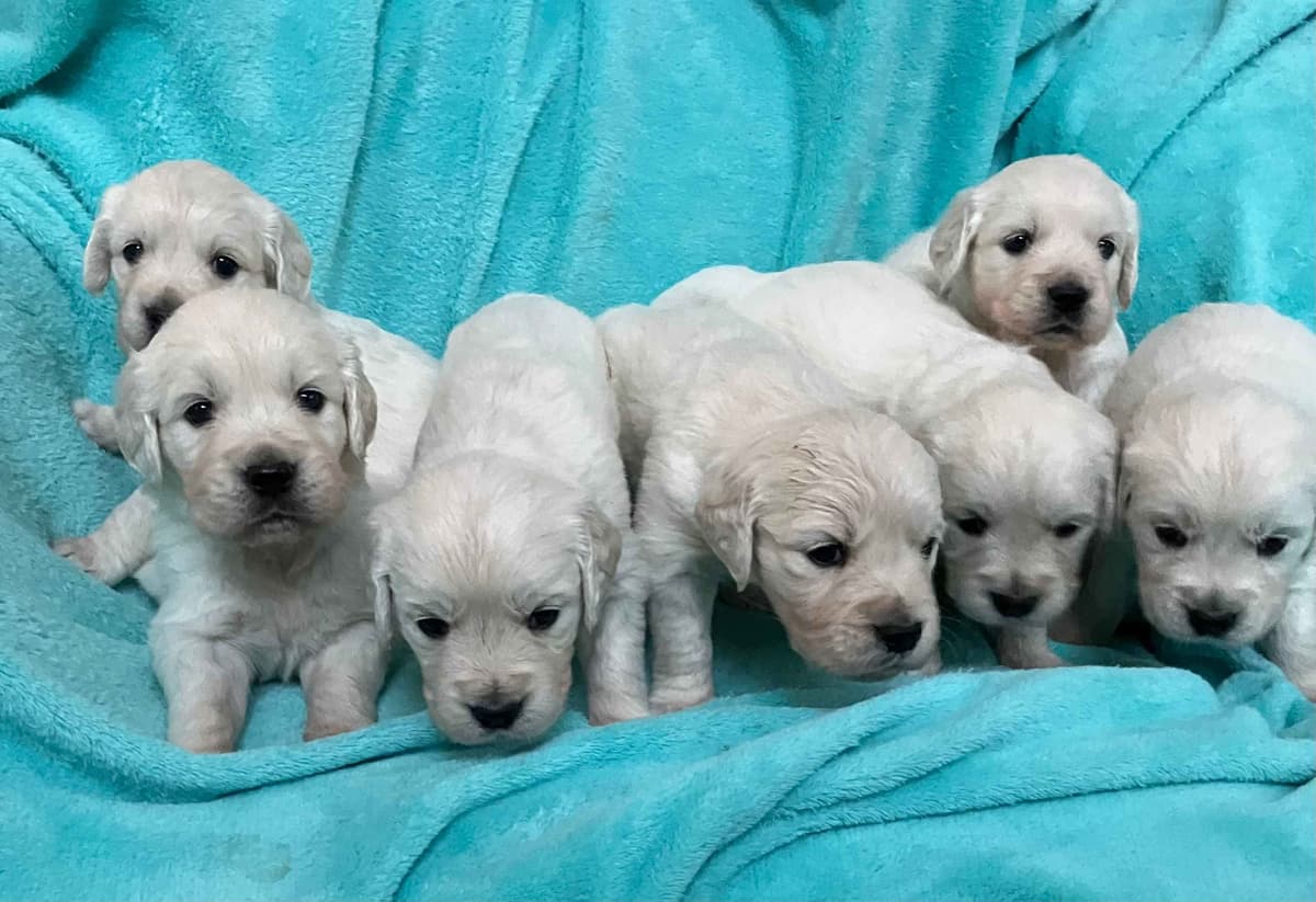 Golden Retriever Puppies breeder image 5