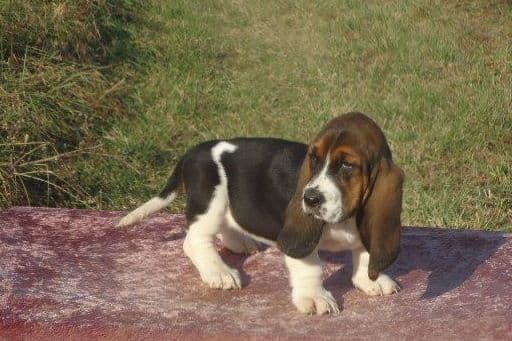 Basset Hound Puppies breeder image 2
