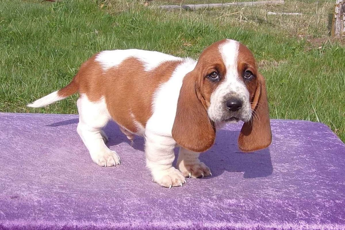 Basset Hound Puppies breeder image 3