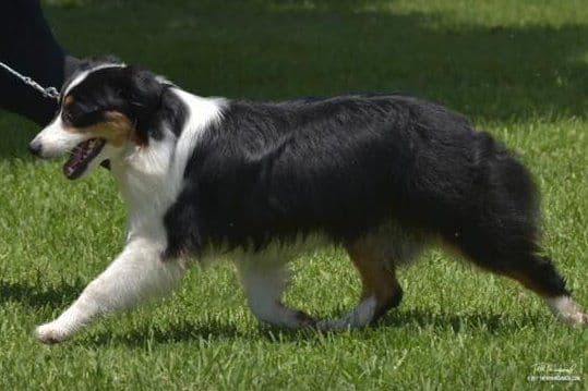 Miniature American Shepherd Puppies breeder image 1