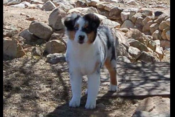 Miniature American Shepherd Puppies breeder image 2