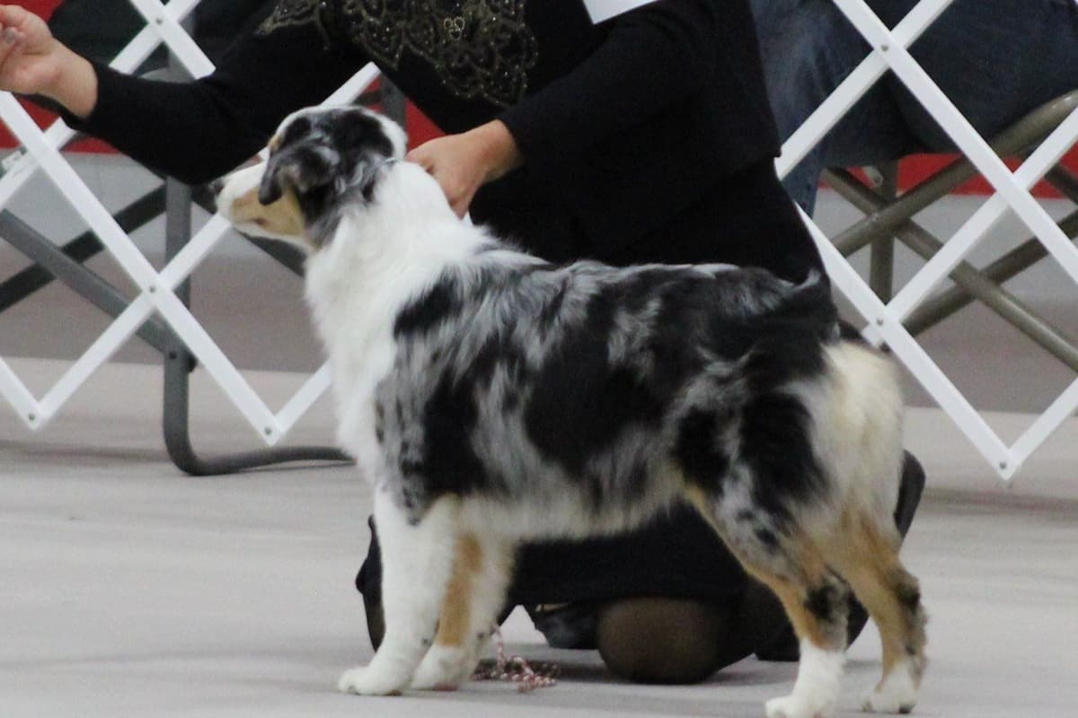 Miniature American Shepherd Puppies breeder image 4