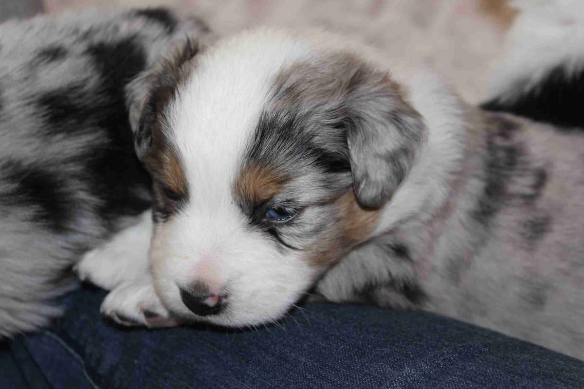 Miniature American Shepherd Puppies breeder image 7