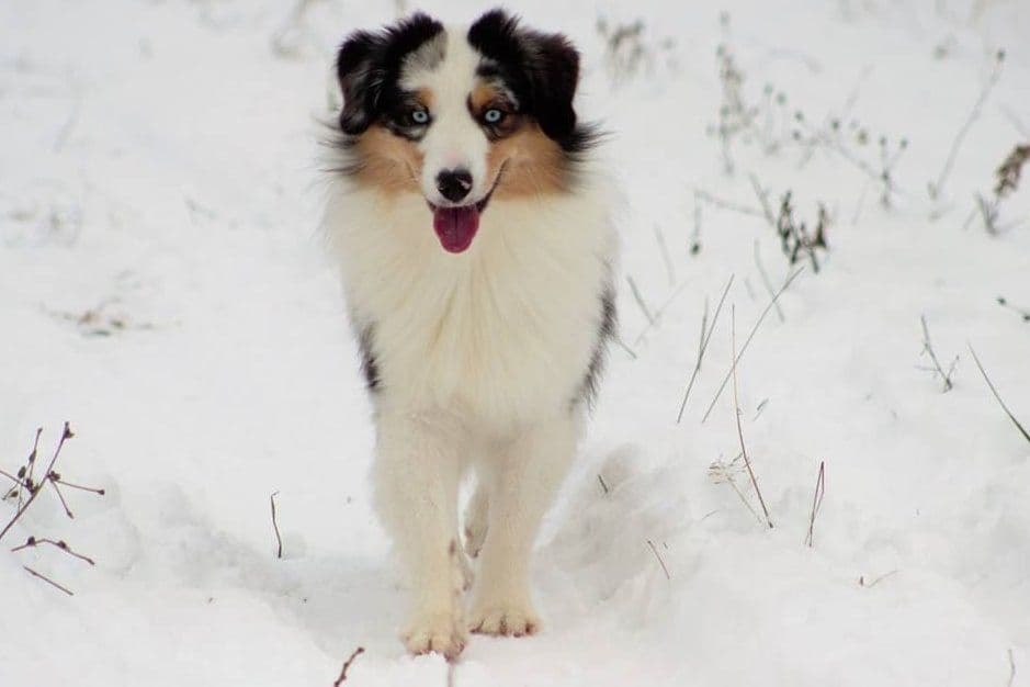 Miniature American Shepherd Puppies breeder image 8