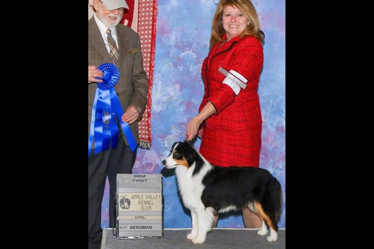 Miniature American Shepherd Puppies breeder image 9