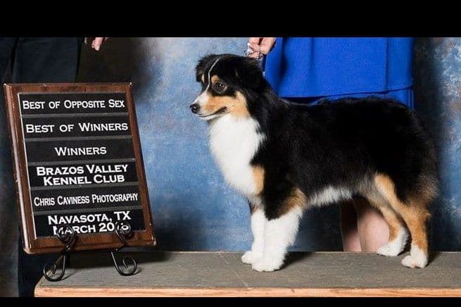 Miniature American Shepherd Puppies breeder image 11