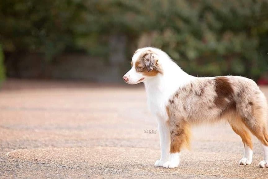 Miniature American Shepherd Puppies breeder image 13
