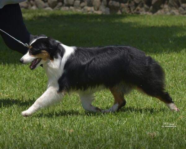 Miniature American Shepherd Puppies breeder image 14