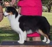 Miniature American Shepherd Puppies breeder image 15