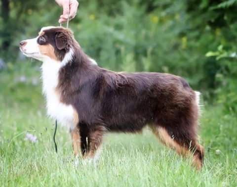 Miniature American Shepherd Puppies breeder image 16
