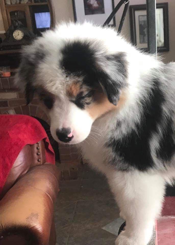 Miniature American Shepherd Puppies breeder image 18