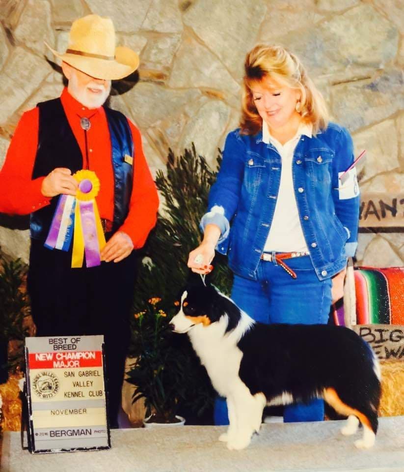 Miniature American Shepherd Puppies breeder image 19