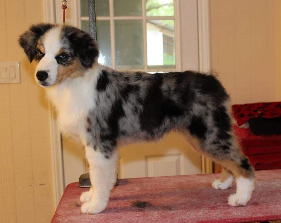 Miniature American Shepherd Puppies breeder image 20