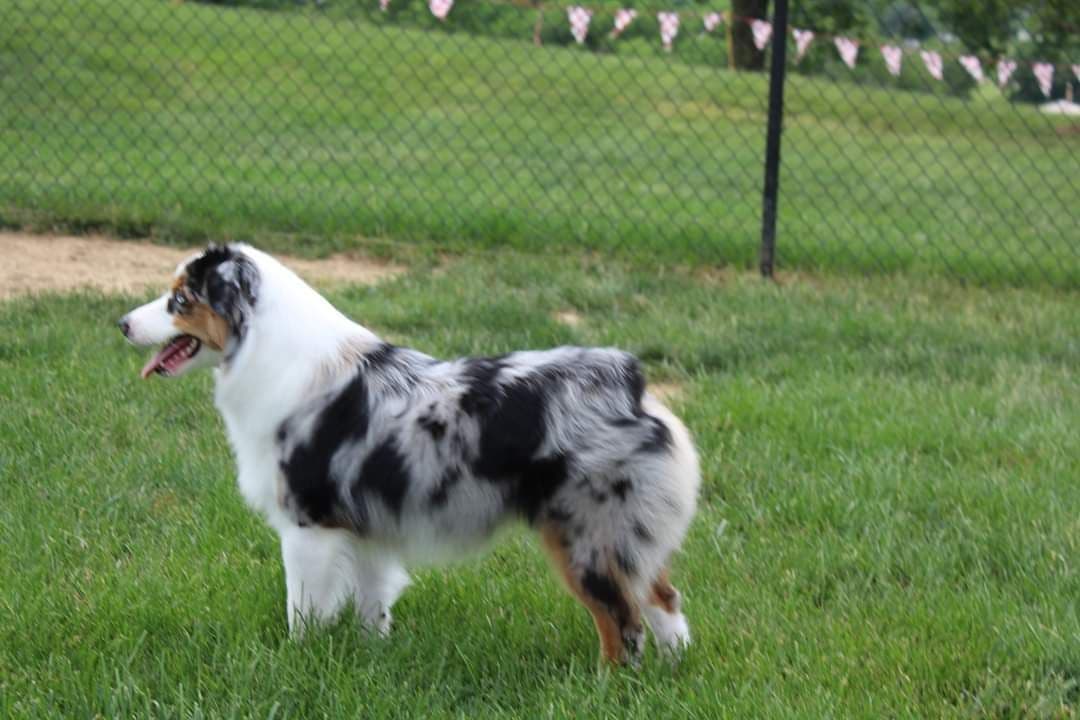 Miniature American Shepherd Puppies breeder image 21