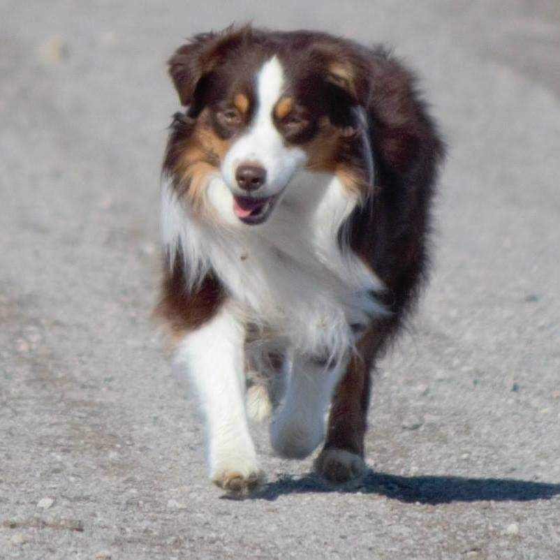 Miniature American Shepherd Puppies breeder image 23