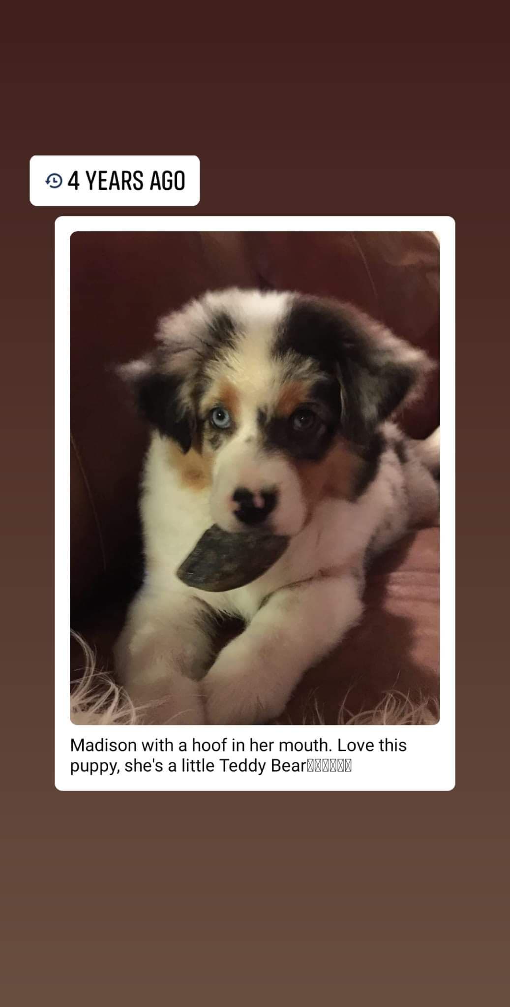 Miniature American Shepherd Puppies breeder image 22