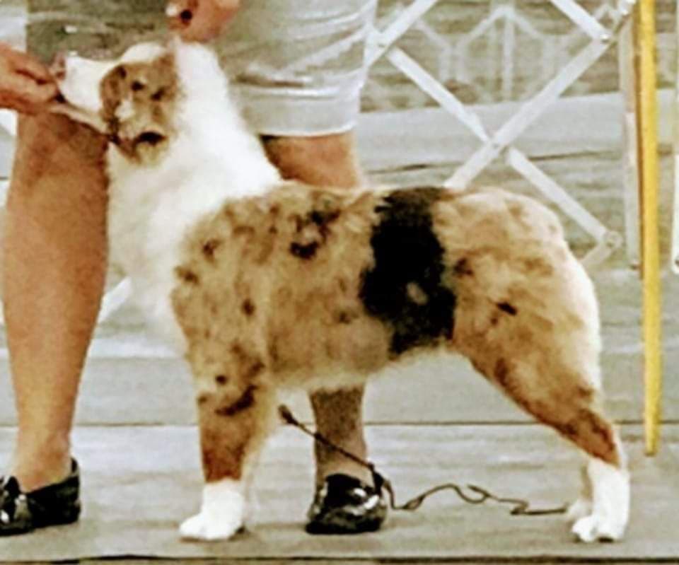 Miniature American Shepherd Puppies breeder image 24