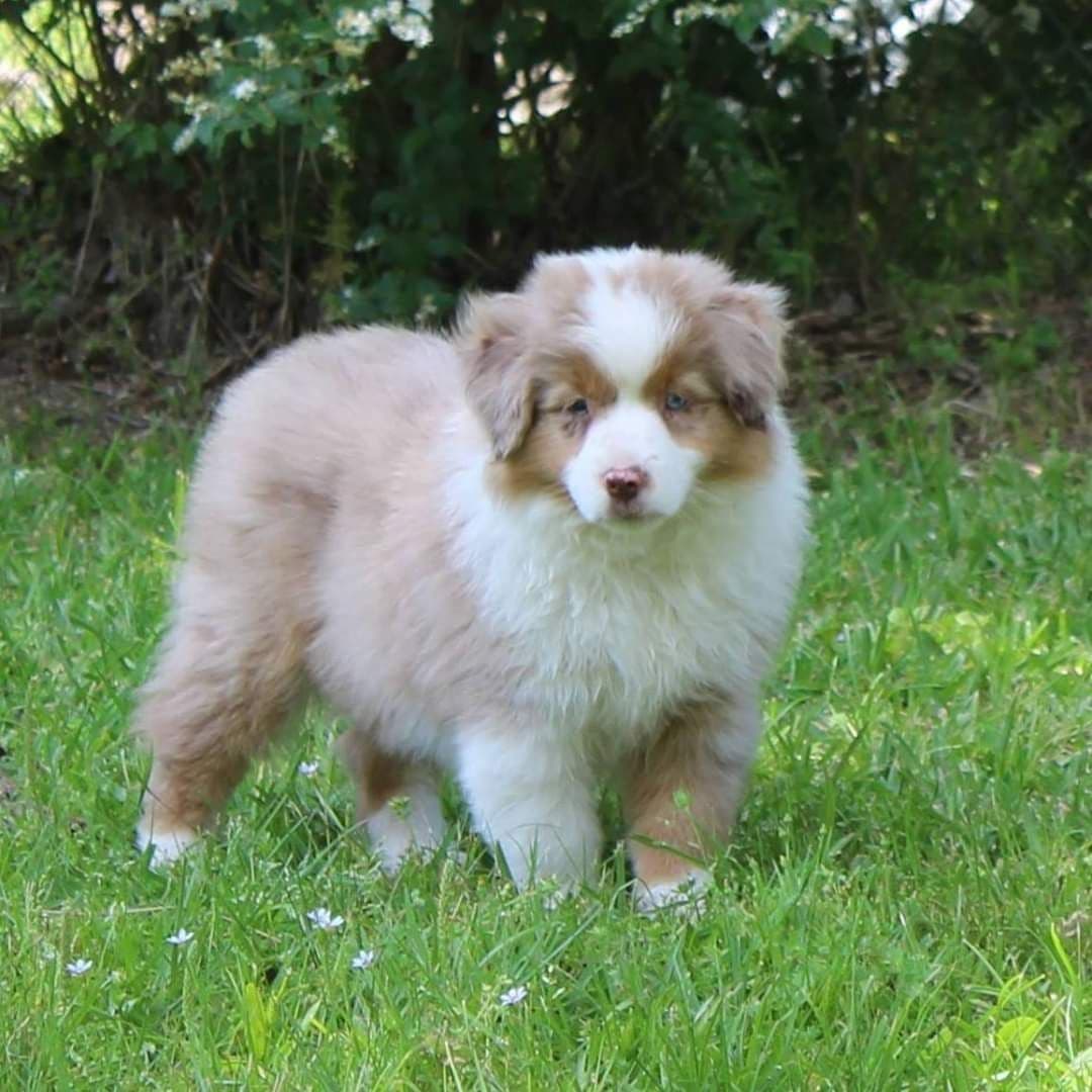 Miniature American Shepherd Puppies breeder image 25
