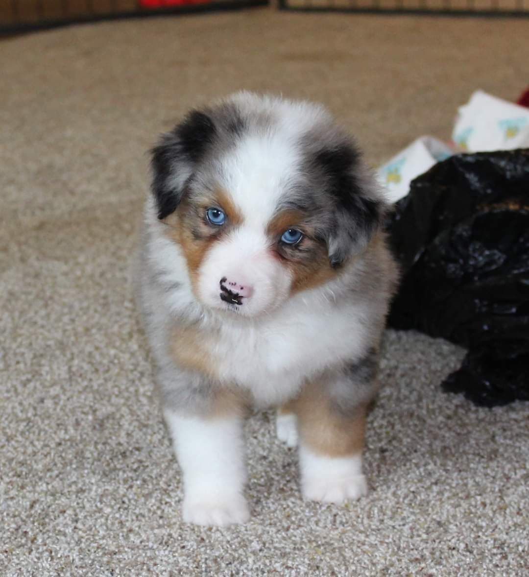 Miniature American Shepherd Puppies breeder image 26