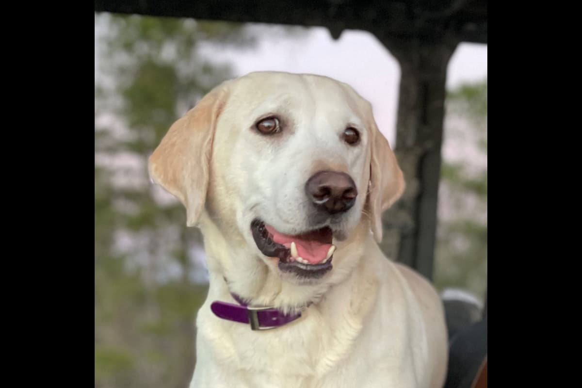 Labrador Retriever Puppies breeder image 1