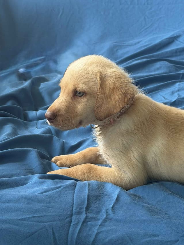Labrador Retriever Puppies media 13