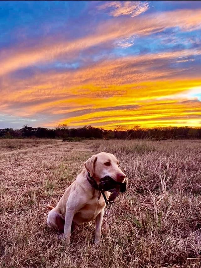 Labrador Retriever Puppies media 20