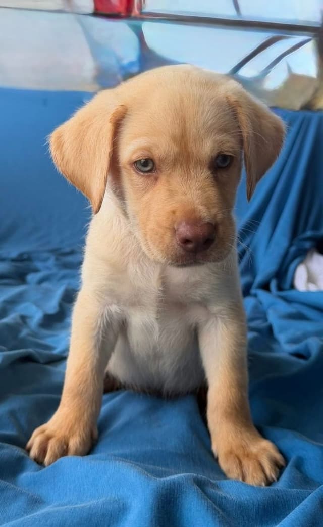 Labrador Retriever Puppies media 15