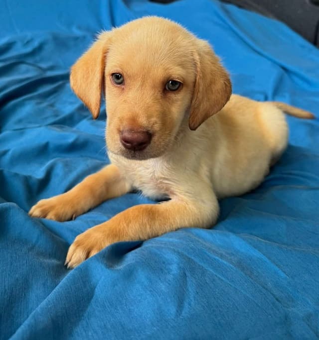 Labrador Retriever Puppies media 14