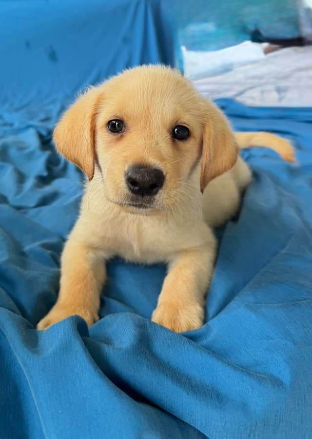 Labrador Retriever Puppies media 16