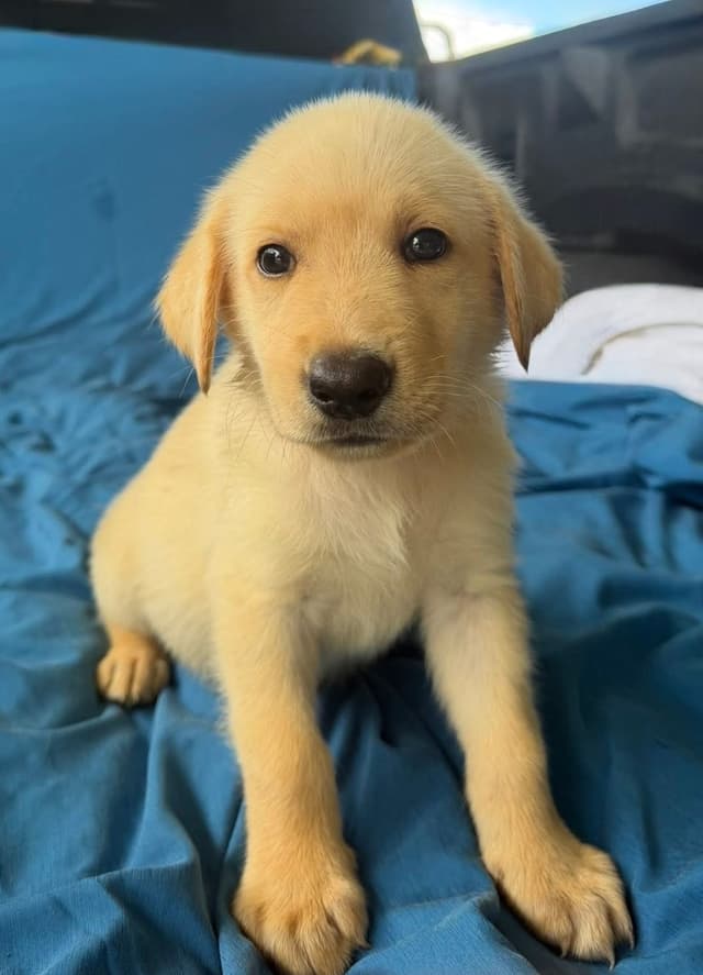 Labrador Retriever Puppies media 18