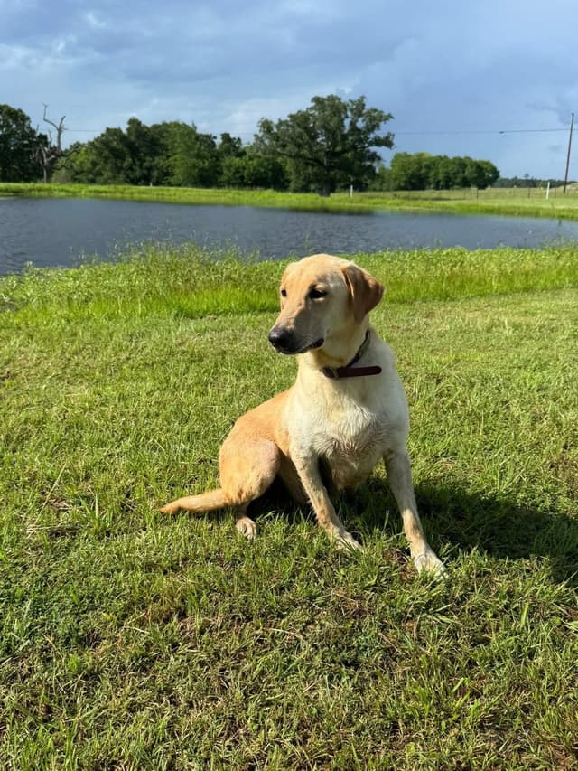 Labrador Retriever Puppies media 19