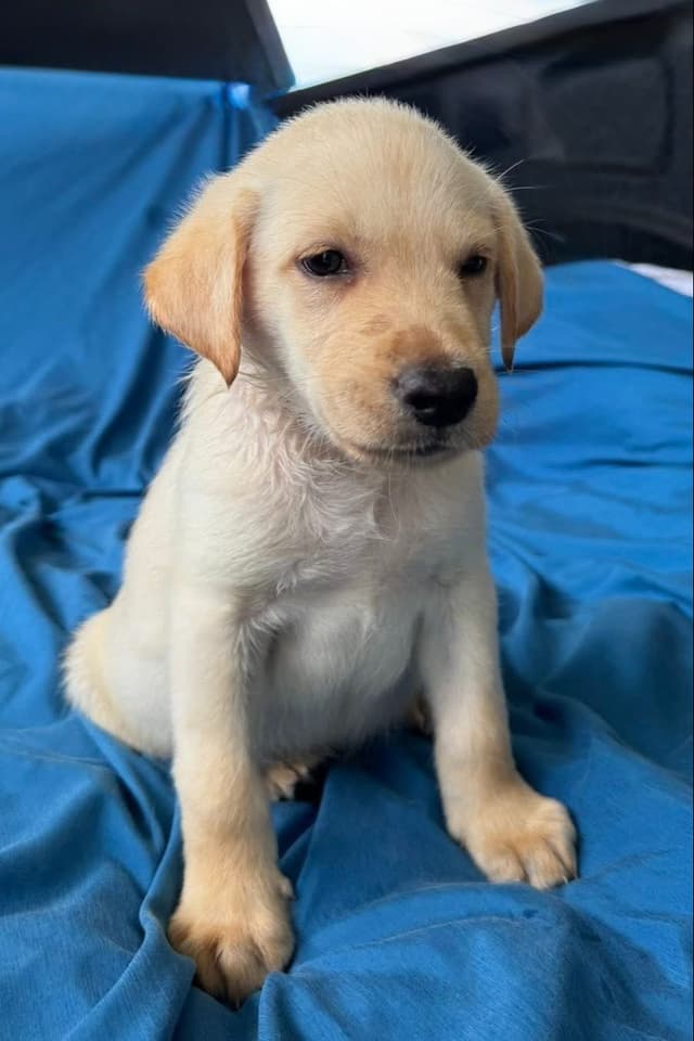Labrador Retriever Puppies media 17