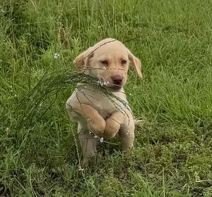 Labrador Retriever Puppies media 2