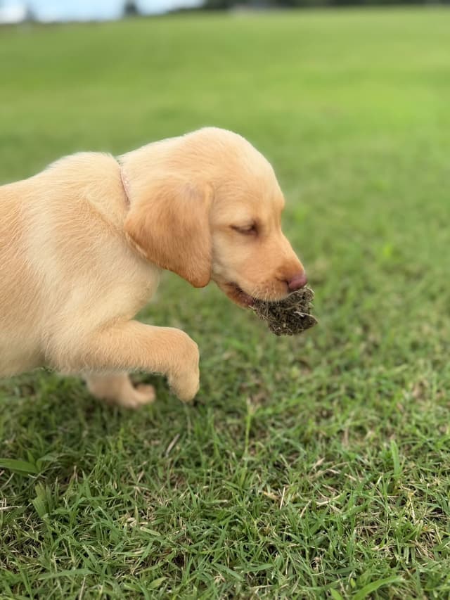 Labrador Retriever Puppies media 3