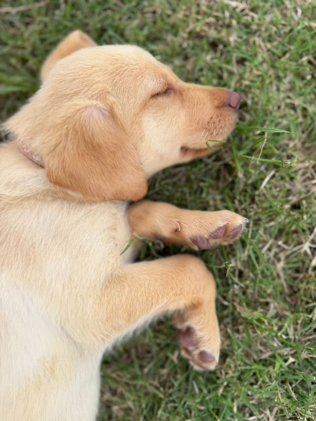 Labrador Retriever Puppies media 12