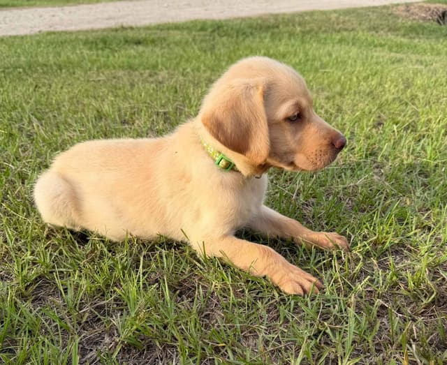 Labrador Retriever Puppies media 8