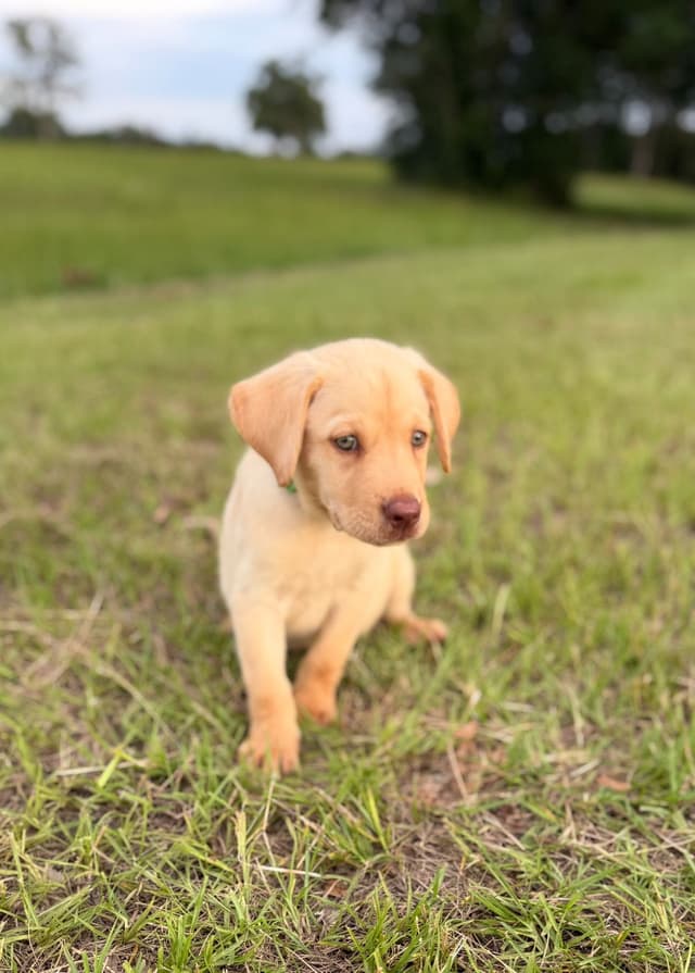 Labrador Retriever Puppies media 5