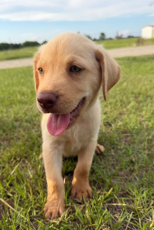 Labrador Retriever Puppies media 11