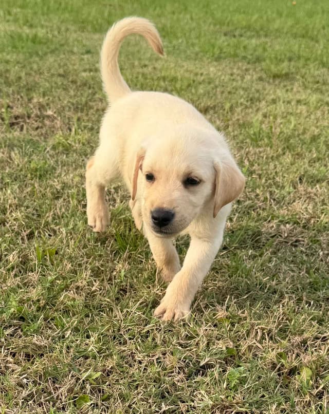 Labrador Retriever Puppies media 7