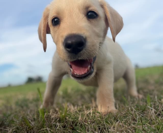 Labrador Retriever Puppies media 9