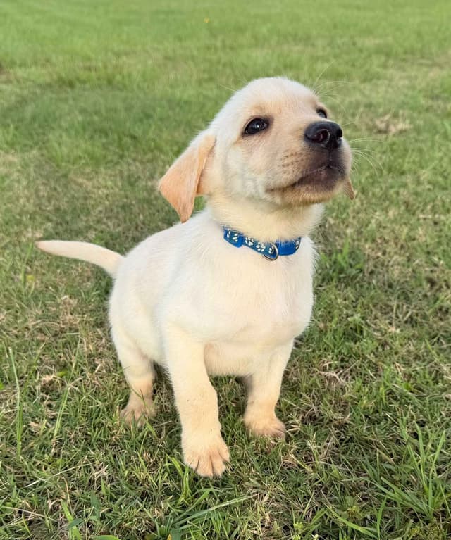 Labrador Retriever Puppies media 10