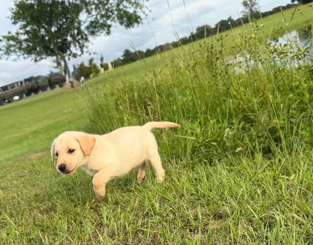 Labrador Retriever Puppies media 6