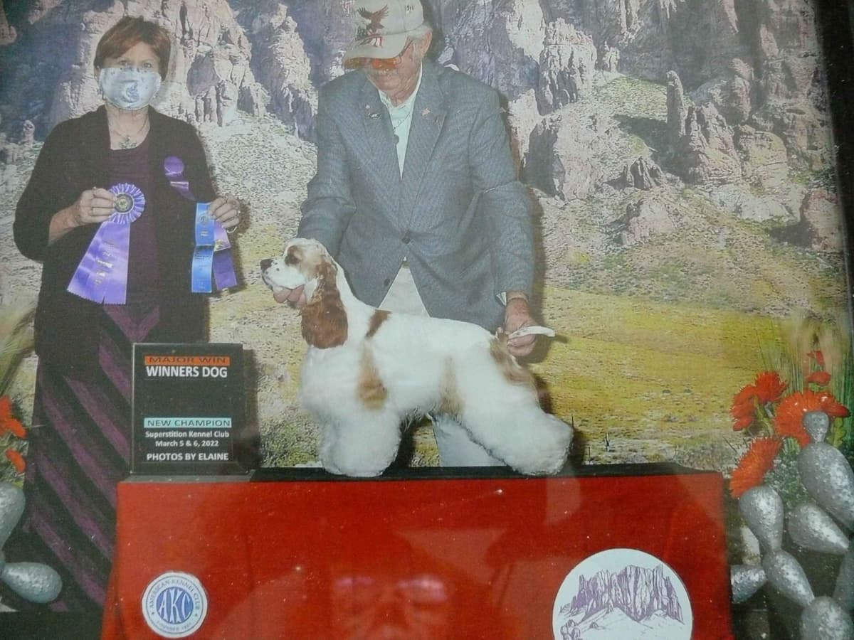 Cocker Spaniel Puppies breeder image 2