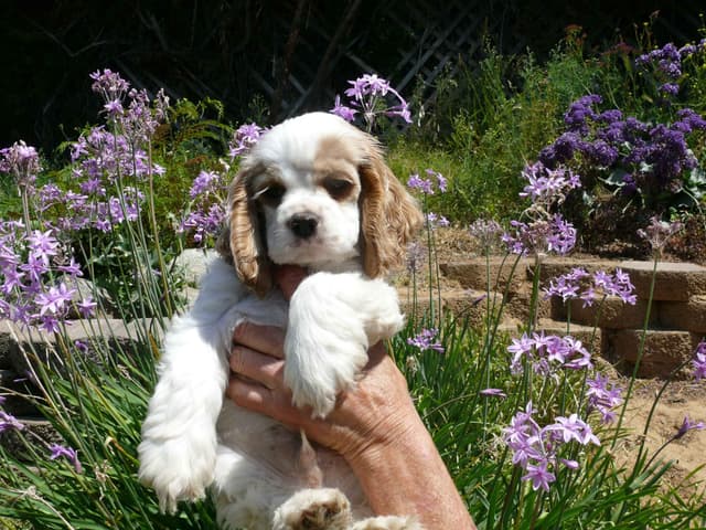 Cocker Spaniel Puppies media 3