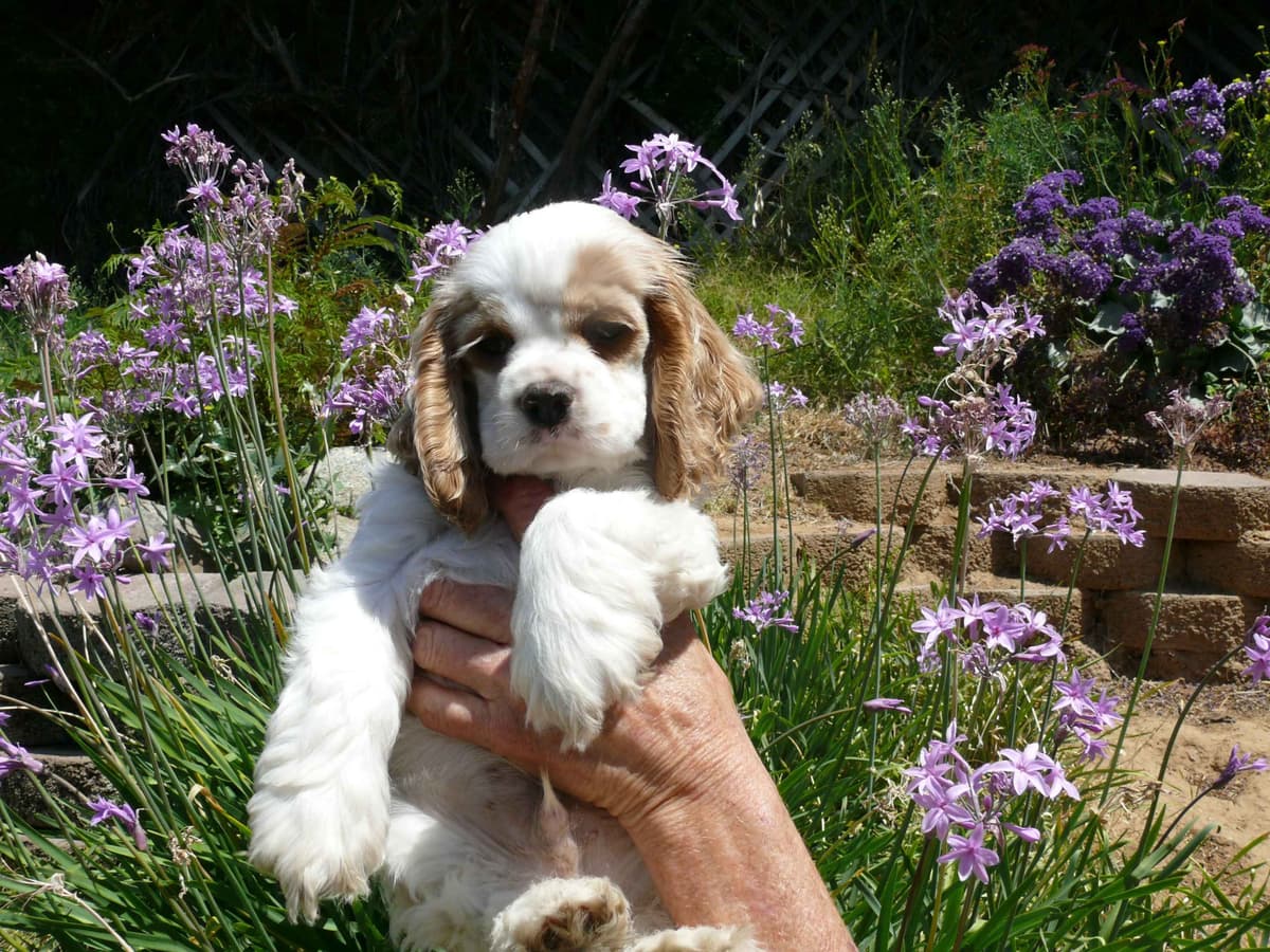 Cocker Spaniel Puppies breeder image 1