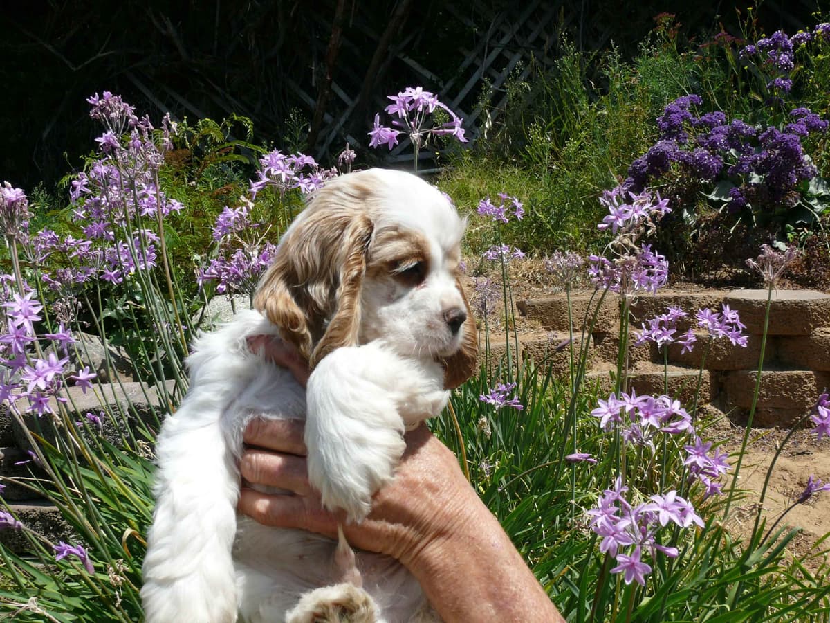 Cocker Spaniel Puppies breeder image 4