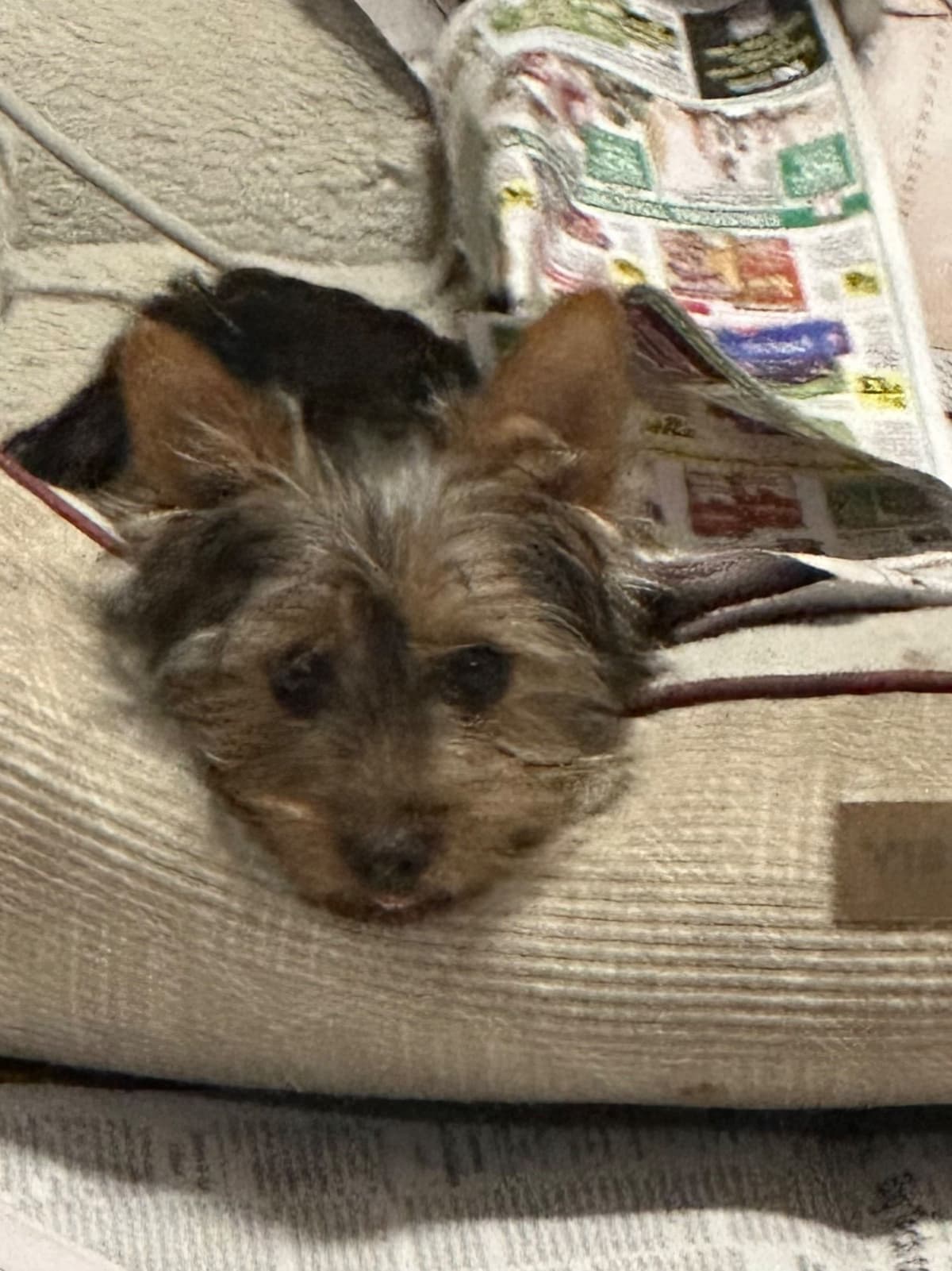 Silky Terrier Puppies breeder image 1