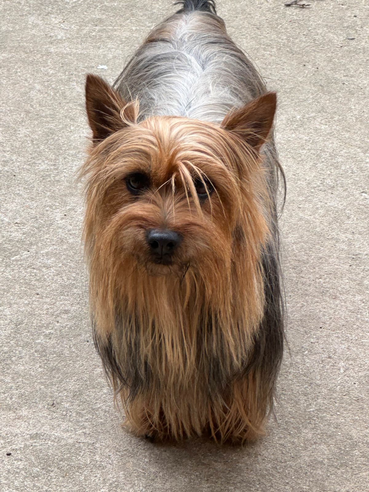 Silky Terrier Puppies breeder image 3